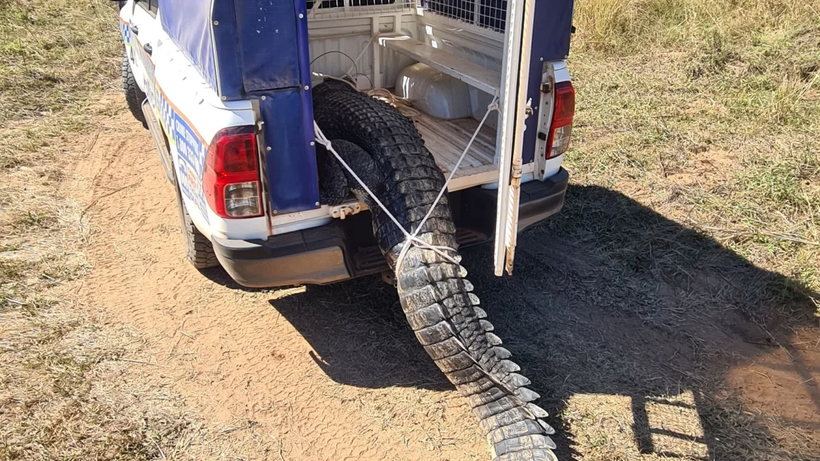 Australian Town Cooks and Eats Crocodile That Terrorized Community