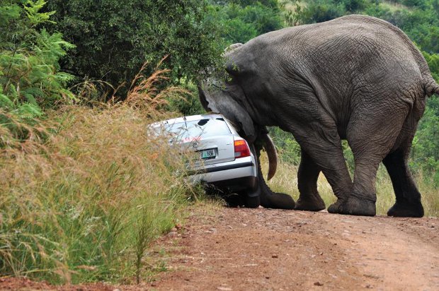 Spanish Tourist Killed by Elephant in South Africa’s Pilanesberg National Park