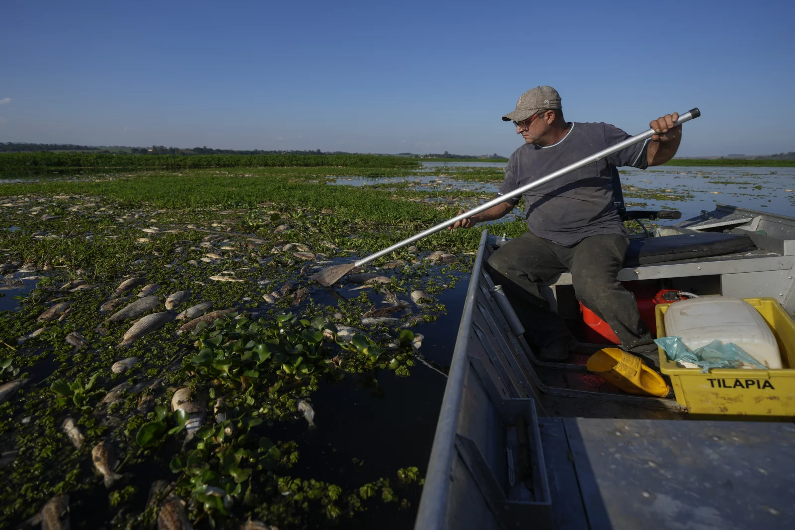 Thousands of Dead Fish Cover Brazilian River Due to Industrial Waste  Dumping