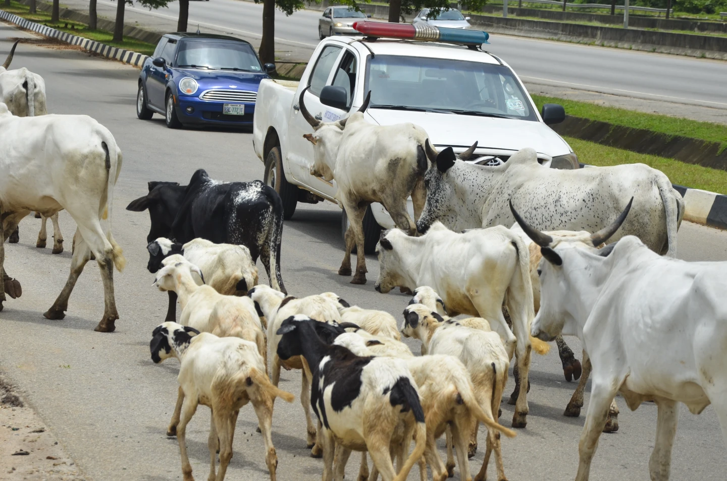 As Cows Take Over Nigeria’s Capital, Herders Face Challenges Amid Urbanization and Climate Change