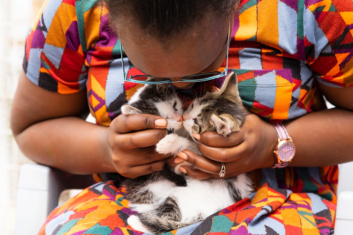 Nairobi, Kenya Proposes Taxes, Other Regulations for Cat Owners Amid Concerns Over Feline Population