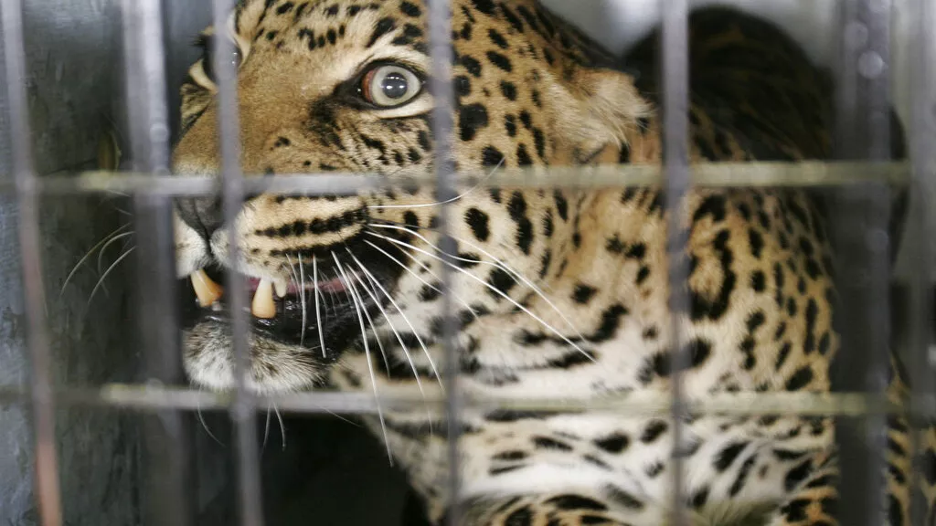 Leopard Attacks Two at South African Air Force Base