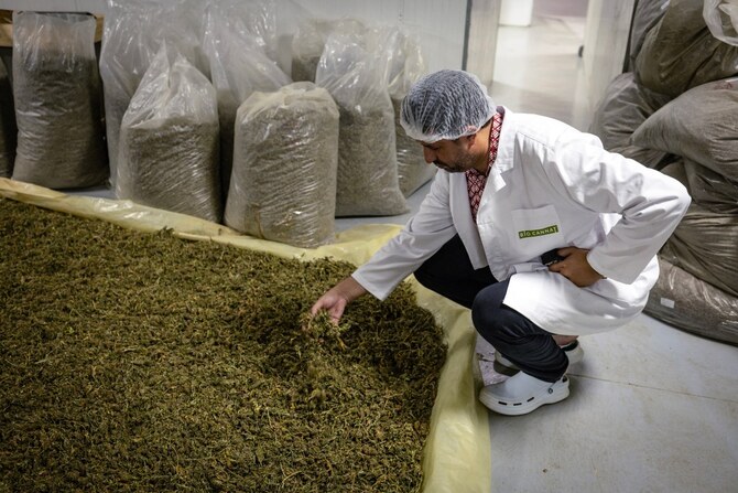 Morocco Pardons Thousands of Cannabis Farming Convicts