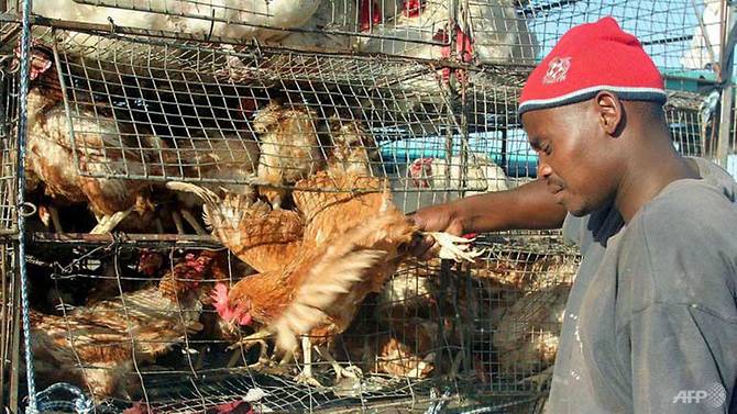 Namibia Resumes Live Poultry and Bird Imports from South Africa After Ban Lifted