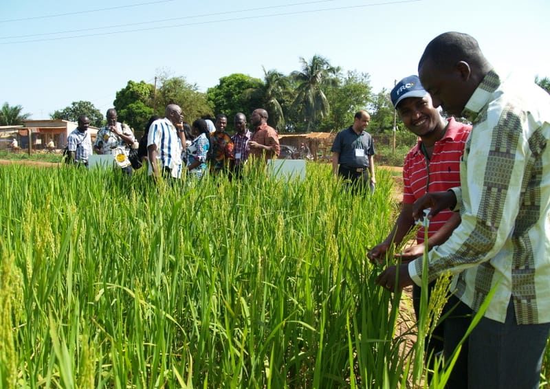 Ivorian Farmers See Hope with New High-Yield, Drought-Resistant Rice Variety-Reuters