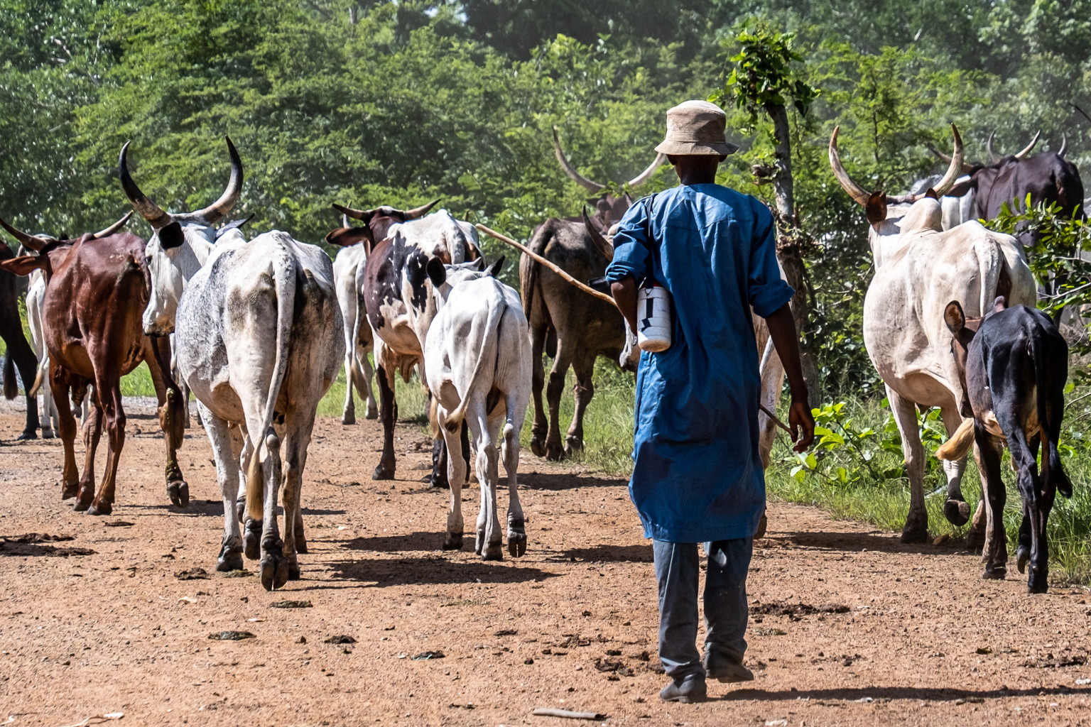 Mali Officials Close Livestock Markets Over Suspected Militant Links