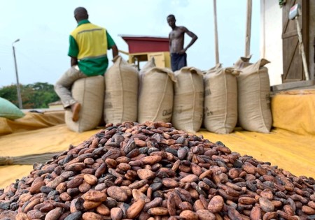 Ghana Hikes Cocoa Price by 45% to Combat Smuggling, Support Farmers