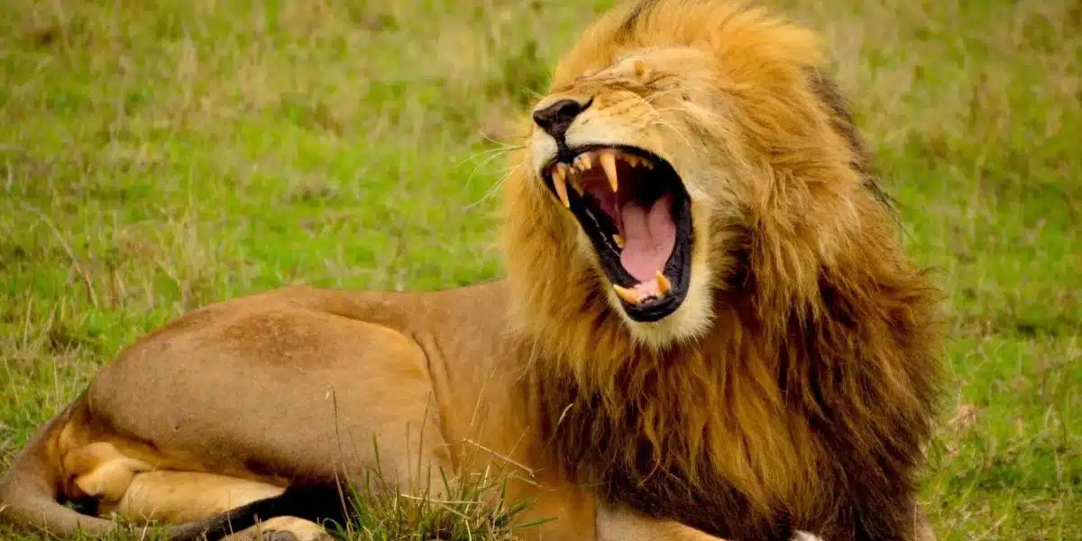 Zookeeper Killed by Lion at Nigerian Presidential Library Wildlife Park