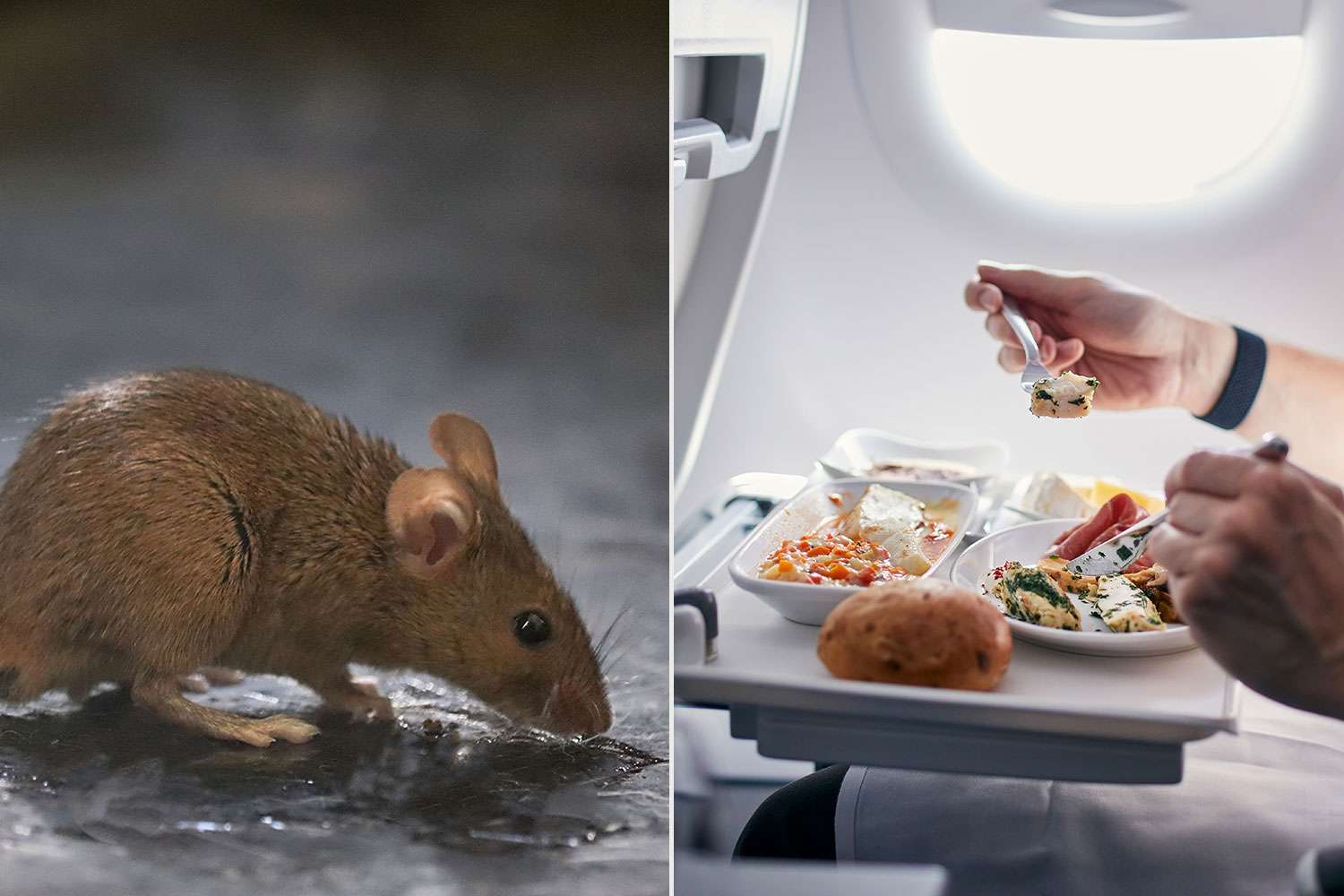 Airplane Makes Emergency Landing After Mouse Jumps from Passenger’s Meal