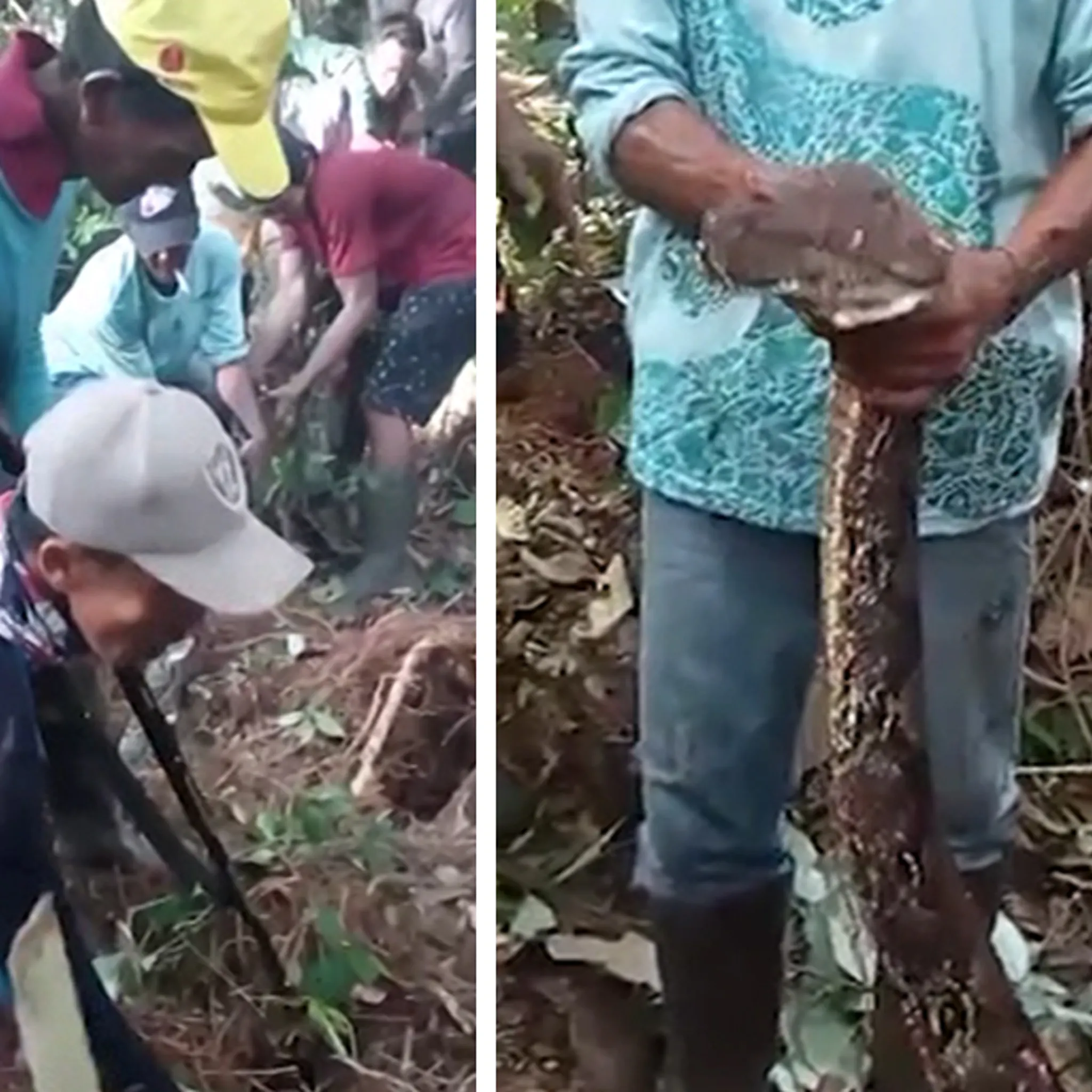 Indonesian Grandmother, 57, Killed by 16-Foot Python on Rubber Plantation