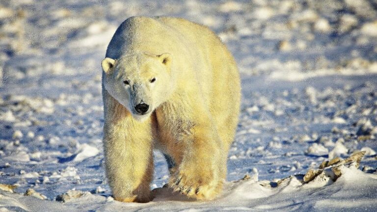 Canadian Man Leaps on Polar Bear to Save Wife from Attack 