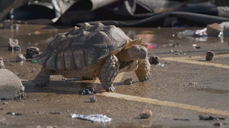 Hundreds of Animals Die in Dallas Shopping Center Fire