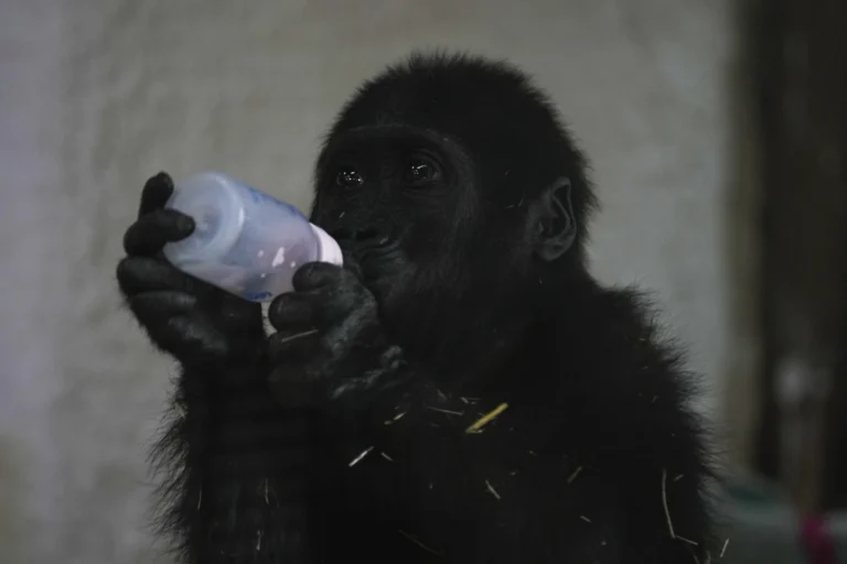 Young Gorilla Rescued from Aircraft Cargo Hold Recuperates in Istanbul Zoo