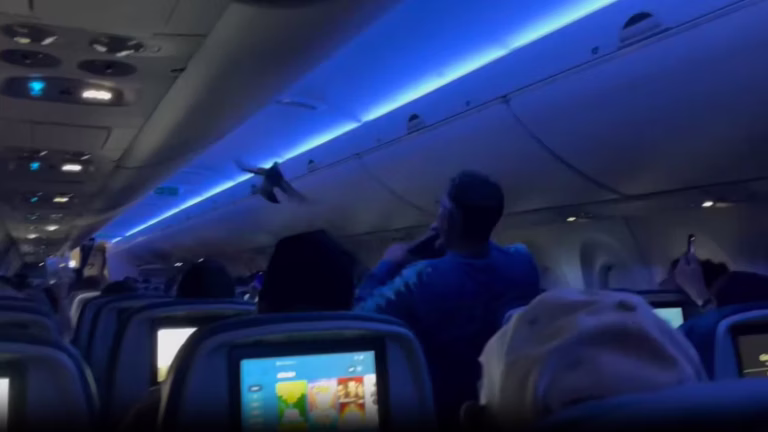  Delta Flight Delayed Twice After Rogue Pigeons Cause In-Flight Chaos