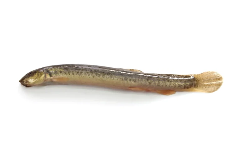 Invasive Fish That Survives Out of Water Found in Canada, Raising Alarm Among Scientists