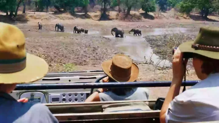 Elephant Kills British and New Zealand Tourists During Zambia Safari