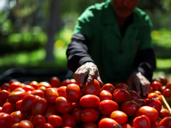 TOMATOES