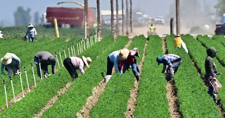 Trump Says Migrant Laborers Could Stay on U.S. Farms If Employers Vouch for Them