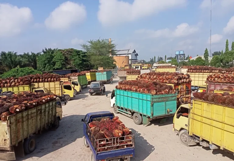 Indonesia says U.S. agrees tariff exemption for palm oil, cocoa and rubber