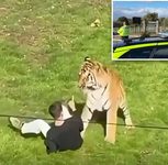 Man Killed by Tiger After Entering Yorkshire Wildlife Park Enclosure